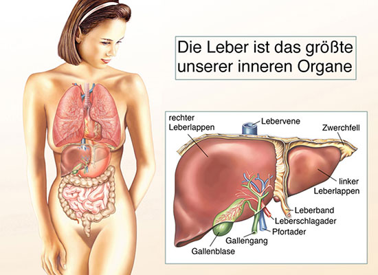 Unser Energierversorgungs- und Entgiftungsorgan